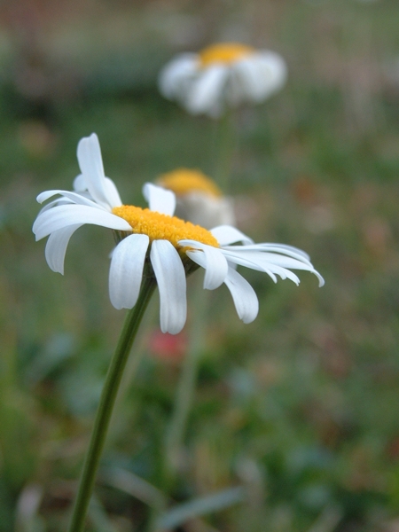 Leucanthemum vulgare / Margherita diploide